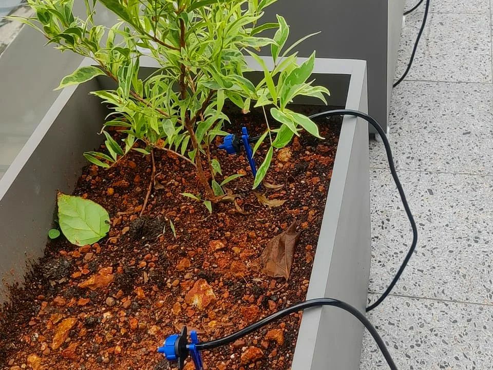 Drip irrigation in Kerala